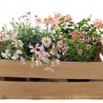 Foliage arrangements
