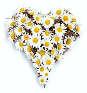 Heart of daisies