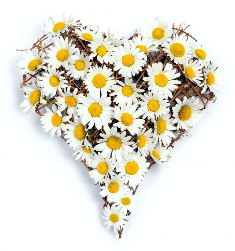 Heart of daisies