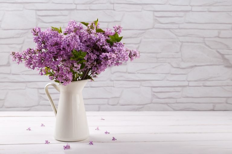 Lilac flowers