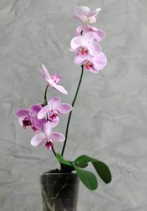 pink orchid