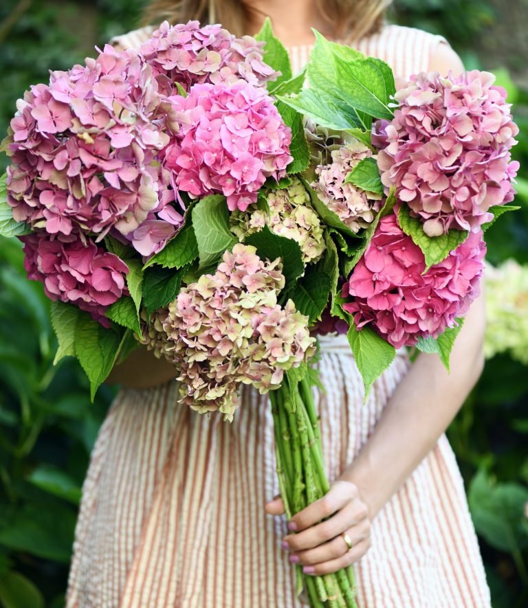 Beautiful hydrangea flowers