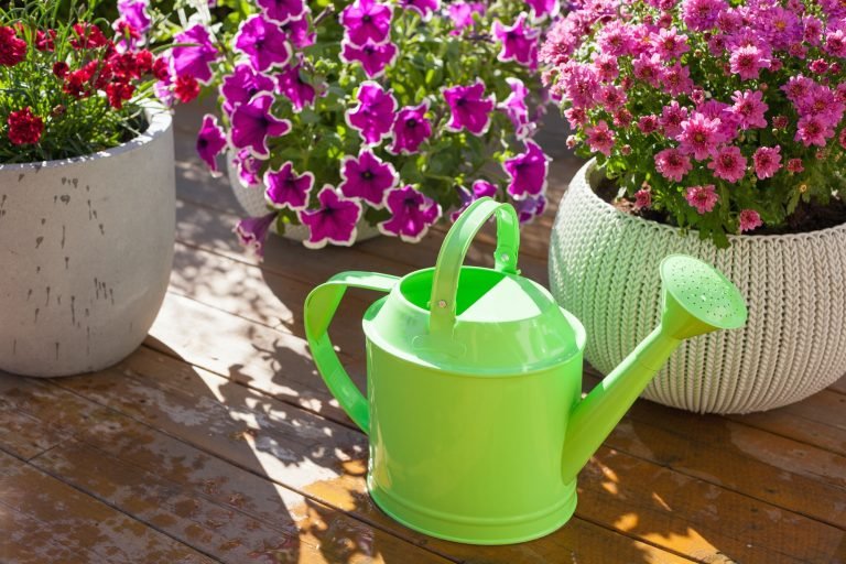 beautiful summer flowers in flowerpots in garden. chrysanthemum,