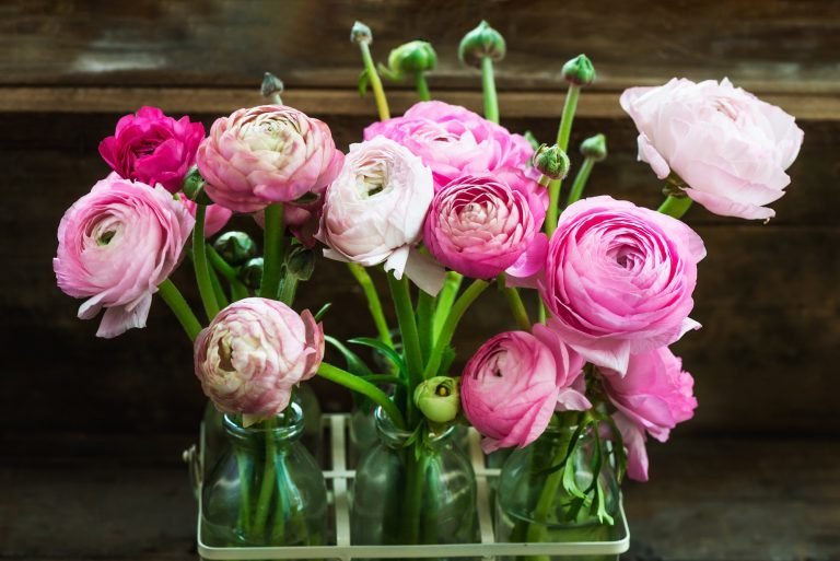 Bouquet of Pink Ranunculus Buttercup Flowers