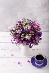 Colorful aster flowers