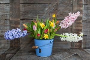 Colorful spring flowers