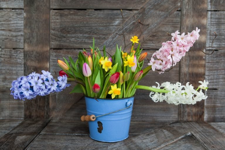 Colorful spring flowers