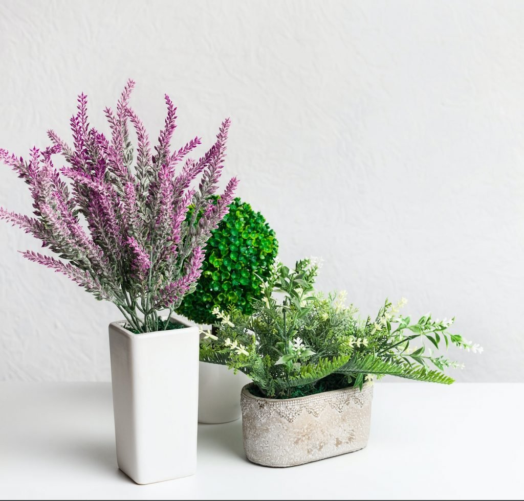 Decorative houseplants and lavender in pots over wall