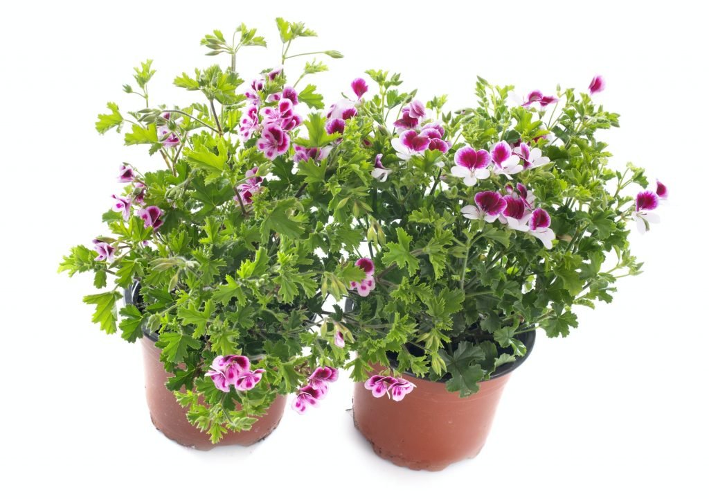 pelargonium crispum