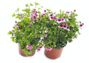pelargonium crispum