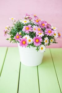 Pink daisies