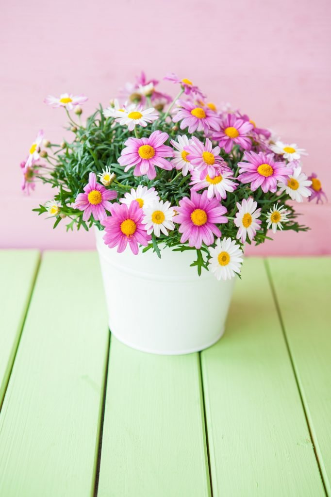 Pink daisies