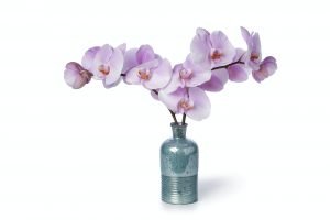 Pink Orchid flowers