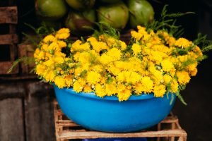 yellow chrysanthemum at local vietnamese market