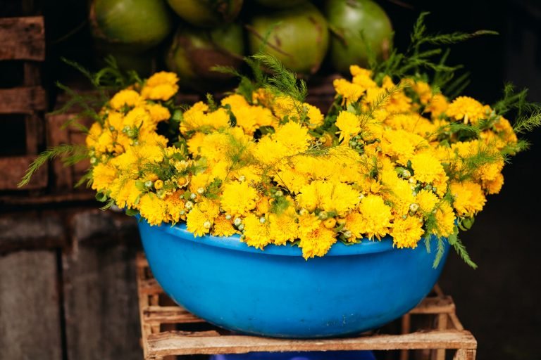 yellow chrysanthemum at local vietnamese market