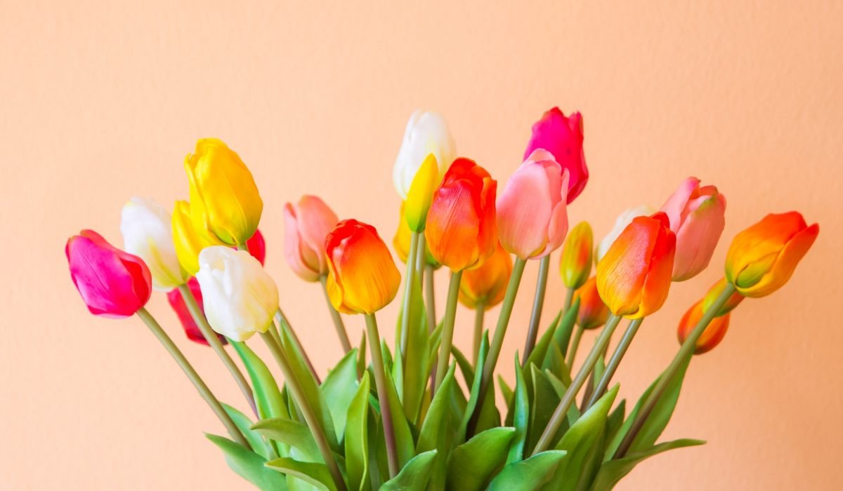 Tulip flower bouquet in a vase
